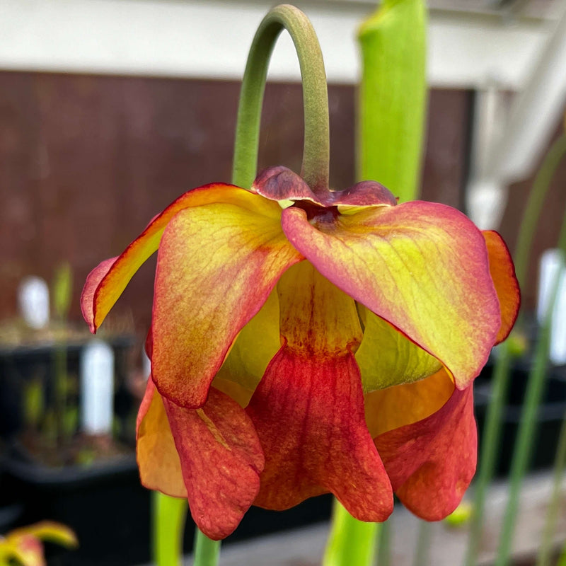 Sarracenia × Moorei Praetorian Guard