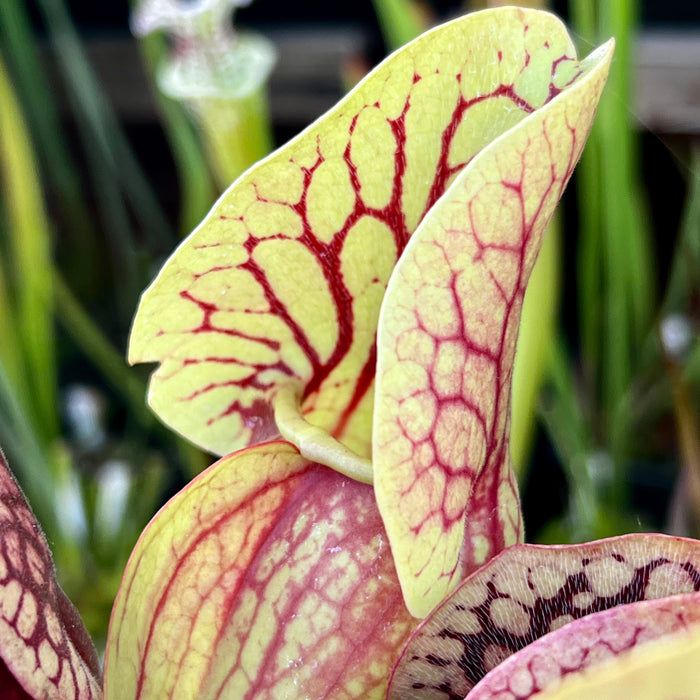 Sarracenia Purpurea Subsp. Venosa Var. Montana (Toms Swamp Rabun County Georgia)