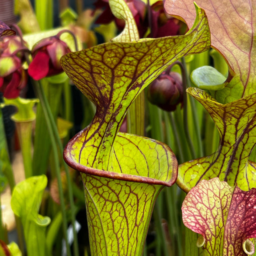 Sarracenia Tarn