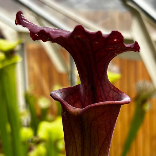 Sarracenia × Moorei (Sl26 X Sfa12)