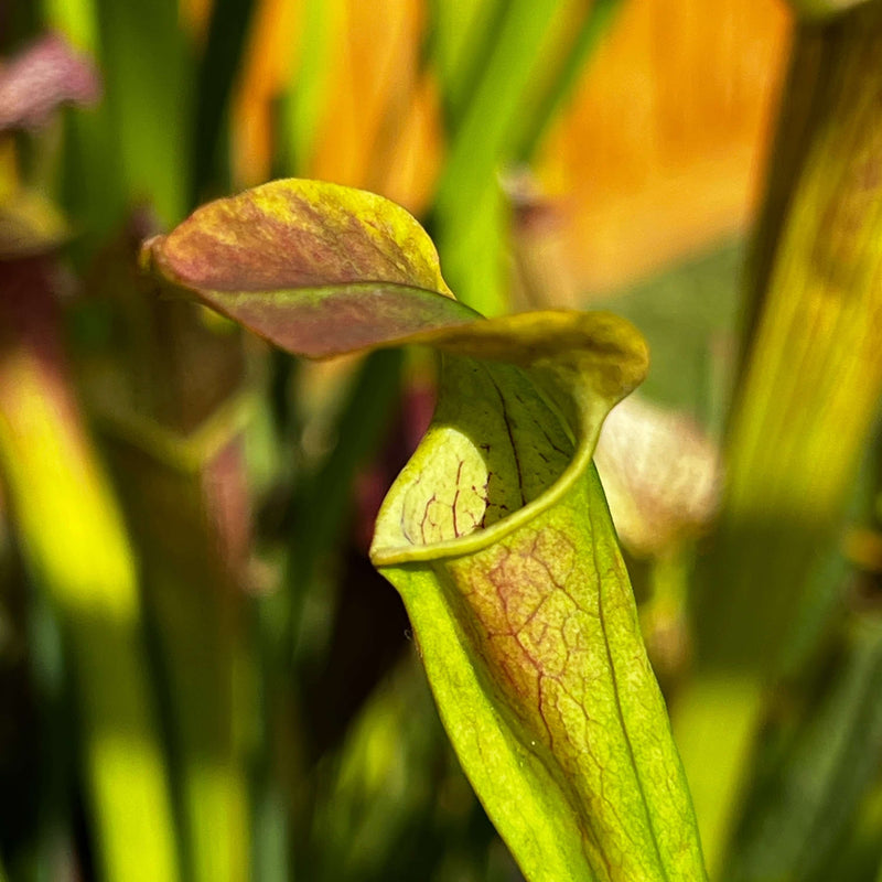 Sarracenia Alata Var. Cuprea - Copper Top Mk-A67