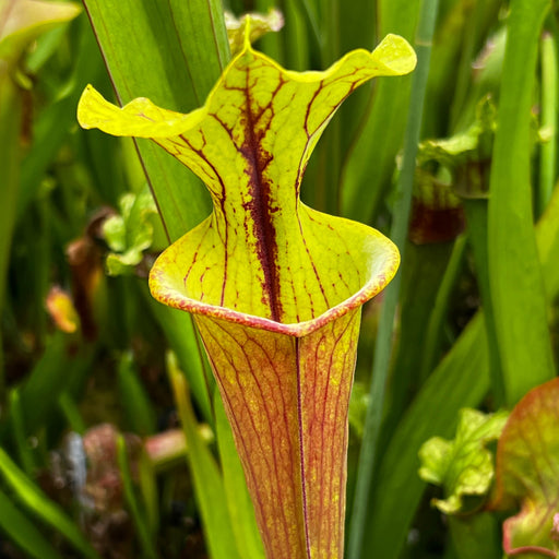 Sarracenia × Moorei X Flava Var. Atropurpurea