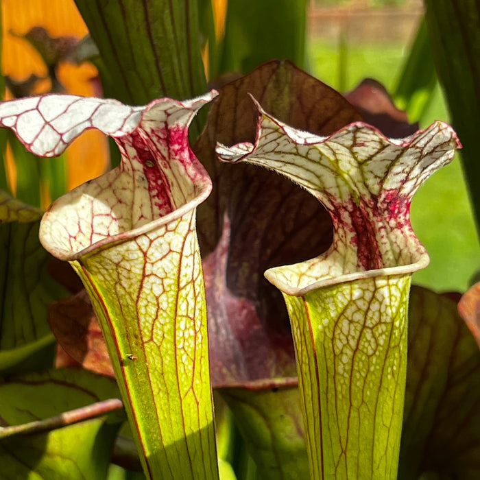 Sarracenia Iamsatyricon