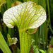 Sarracenia Constance Healy