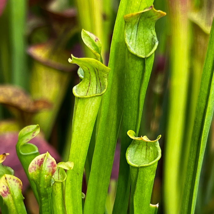 Sarracenia Alata Var. Ornata - Heavily Veined Form (Hill Top Lakes Texas) Mk-A16