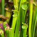 Sarracenia Alata Var. Ornata - Heavily Veined Form (Hill Top Lakes Texas) Mk-A16