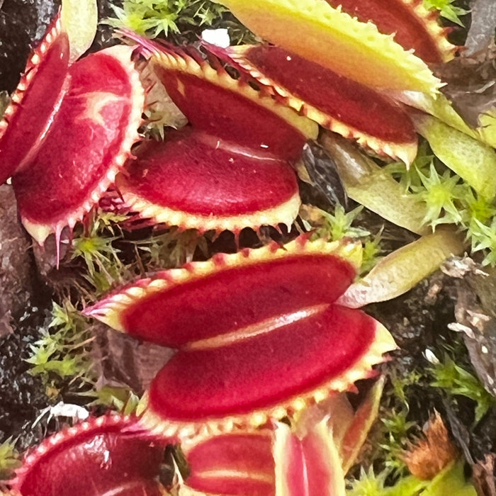 Dionaea Muscipula Wave