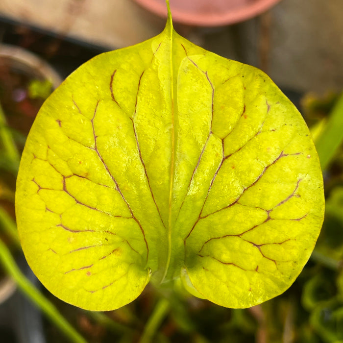 Sarracenia Flava Var.