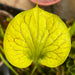 Sarracenia Flava Var.