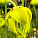 Sarracenia flava var. flava Dorchester County, South Carolina