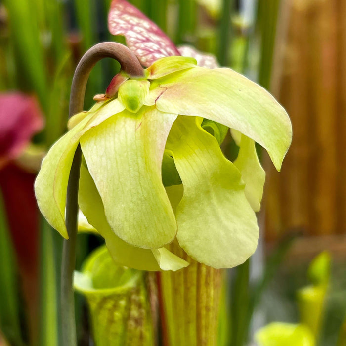 Sarracenia Asuka No. 16