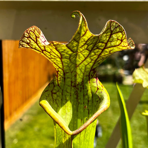 Sarracenia × Moorei - Red Very Large Ip-X95