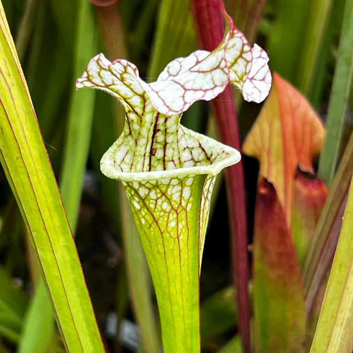 Sarracenia Leucophylla X × Moorei Adrian Slack - Clone G Mk-H386G