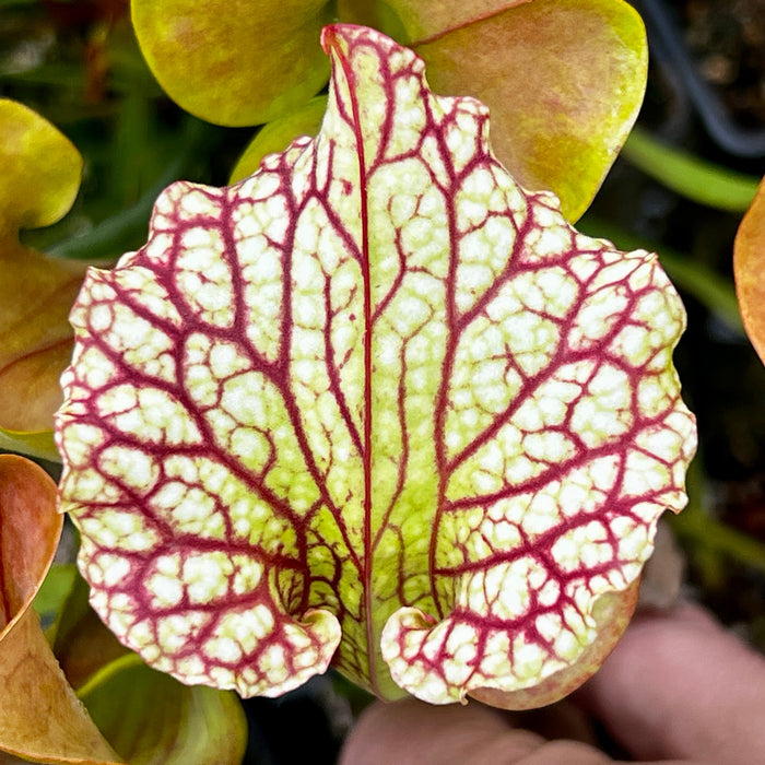 Sarracenia Barry Soper