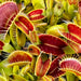 Dionaea Muscipula Rouge Sombre