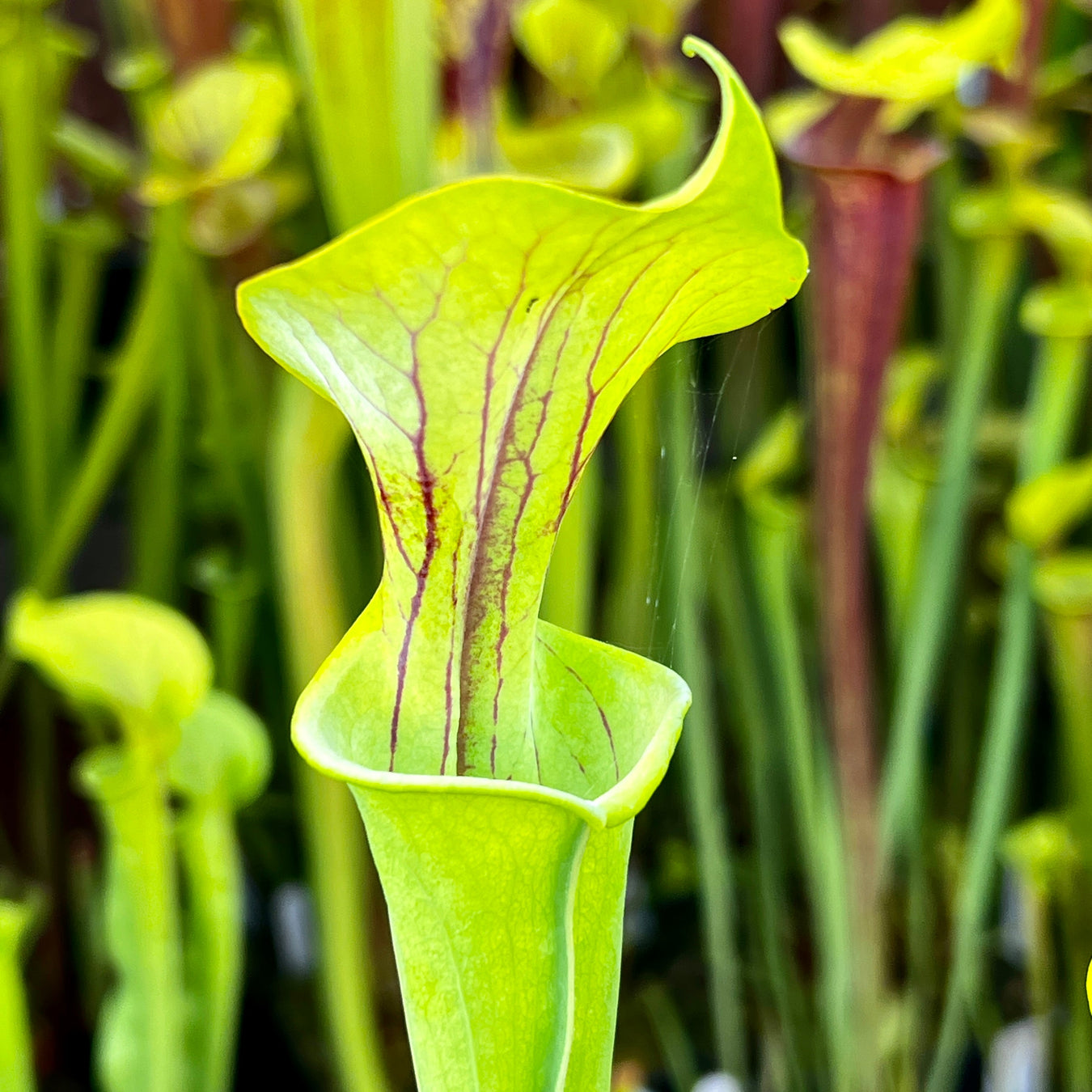 Sarracenia Flava Var. Rubricorpora (Blackwater Florida X Wewahitchka Florida)