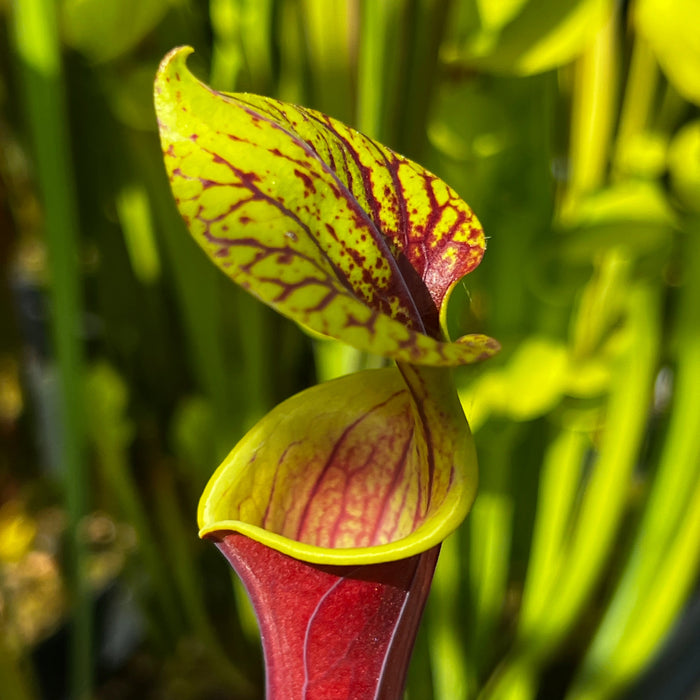 Sarracenia Flava Var. Rubricorpora - Selfed Mike King Plant (Sumatra Florida)