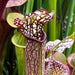 Sarracenia Night Sky