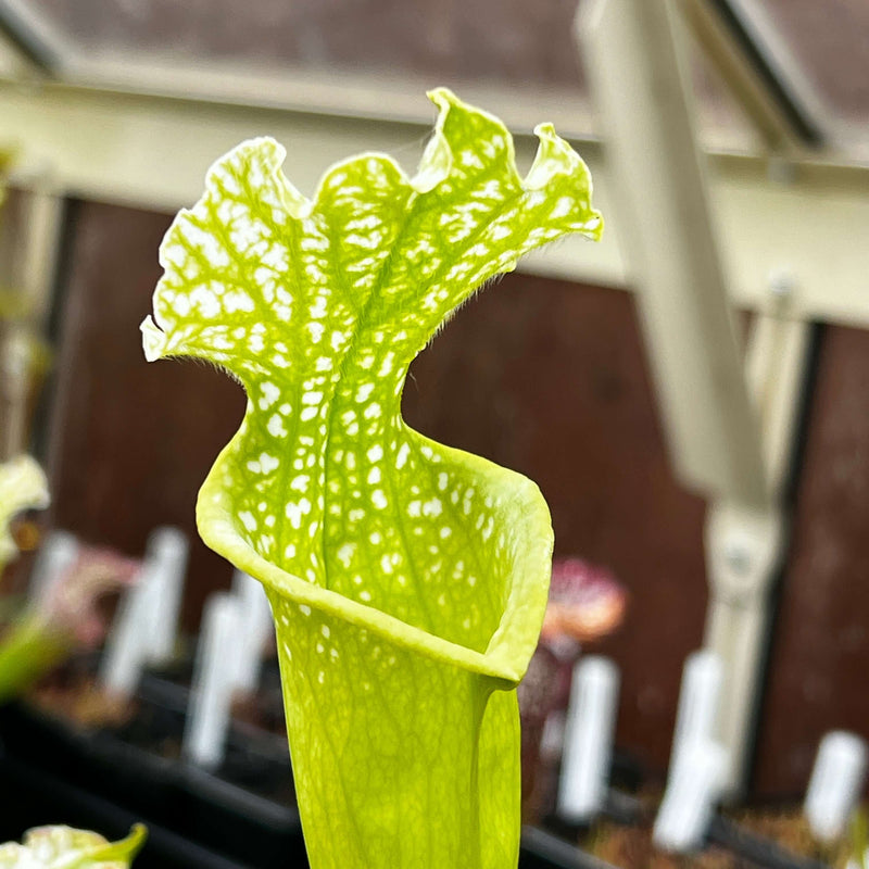 Sarracenia Leucophylla Var. F. Viridescens (Perdido Alabama)