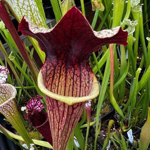 Sarracenia × Ahlesii Ann Mundy