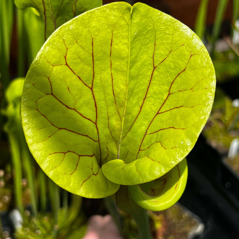 Sarracenia Flava Var. Ornata - Maroon Throat (Apalachicola National Forest Florida) Mk-F88