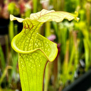 Sarracenia × Moorei (Flava Var. Rugelli X Leucophylla) (Florida) Mk-H34