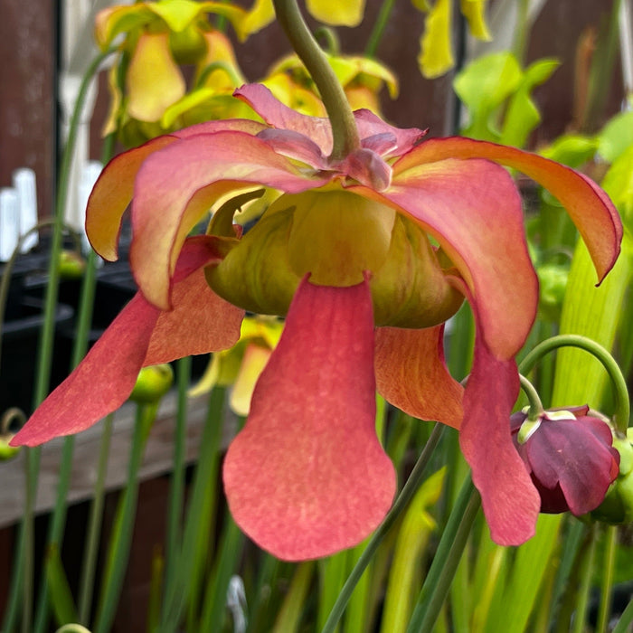 Sarracenia × Moorei Lilianna