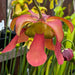 Sarracenia × Moorei Lilianna