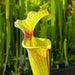 Sarracenia × Moorei Leah Wilkerson