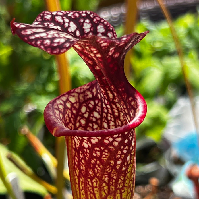 Sarracenia × Moorei Elizabeth Aydon