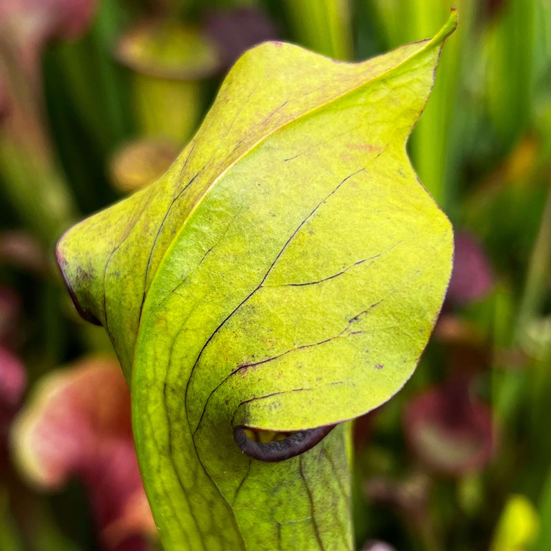 Sarracenia Alata Var. Rubrioperculata - Large Maroon Throat Mk-A59