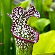 Sarracenia Leucophylla Large Pink-Lipped (Apalachicola National Forest Florida) Mk-L18