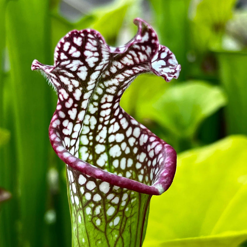 Sarracenia Leucophylla Large Pink-Lipped (Apalachicola National Forest Florida) Mk-L18