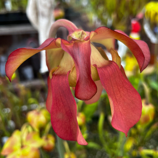 Sarracenia Leucophylla X × Popei Pjp-H27