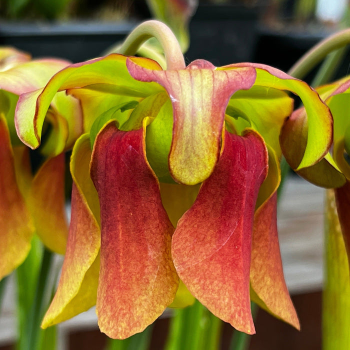 Sarracenia × Popei