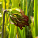 Sarracenia Leucophylla Tarnok