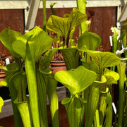 Sarracenia Flava Var. Ornata (Miramar Beach Walton County Florida)