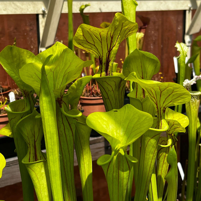 Sarracenia Flava Var. Ornata (Miramar Beach Walton County Florida)