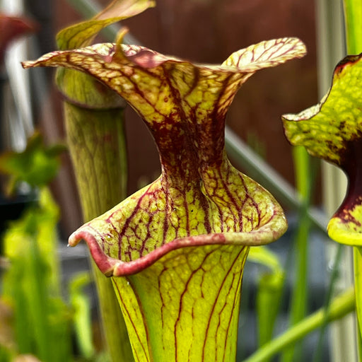 Sarracenia × Moorei Adrian Slack