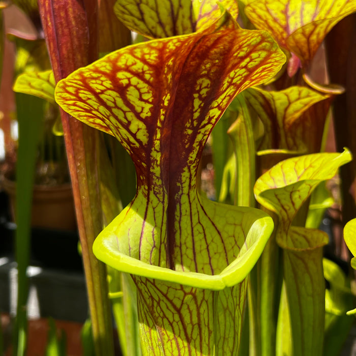 Sarracenia Flava Var. Ornata Ms-F221