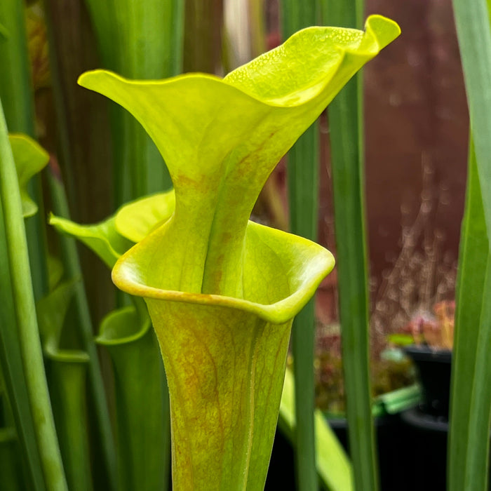 Sarracenia Flava Var. Rubricorpora Manky