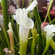 Sarracenia Leucophylla Var. Alba - Christian Klein