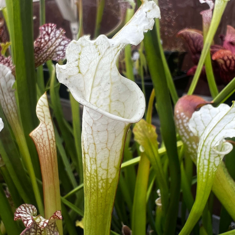 Sarracenia Leucophylla Var. Alba - Christian Klein