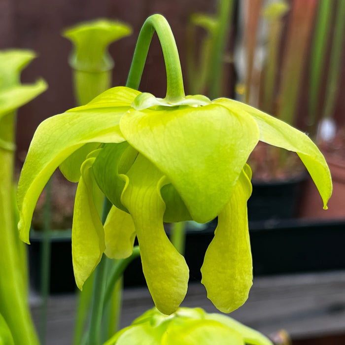 Sarracenia Oreophila Var. - Vigorous Mk-O10