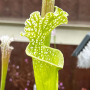 Sarracenia Leucophylla Var. F. Viridescens (Perdido Alabama)