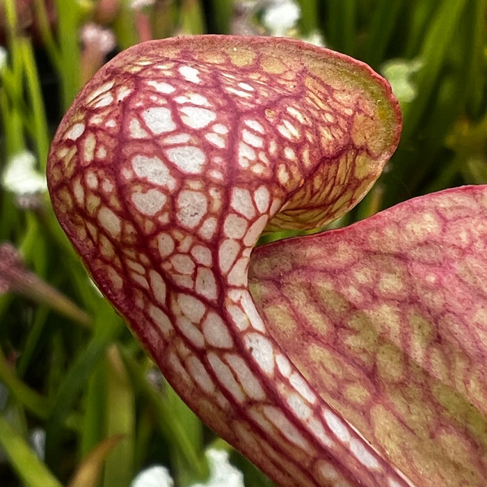 Sarracenia Psittacina Var. (George County Alabama)