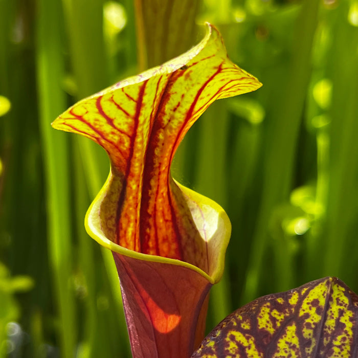 Sarracenia Flava Var. Rubricorpora - Selfed Mike King Plant (Sumatra Florida)