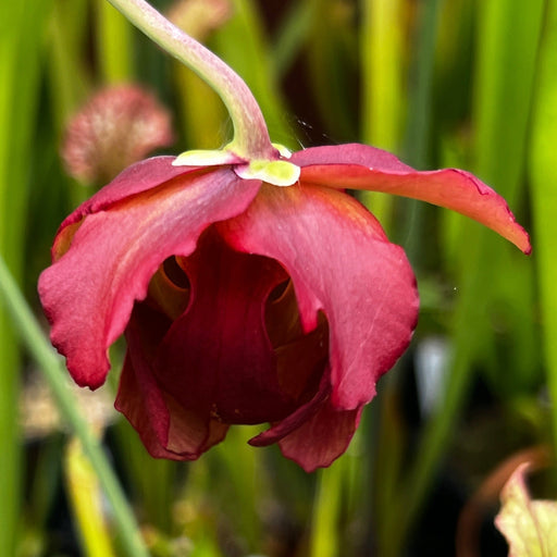 Sarracenia × Readii Ms-Sh014