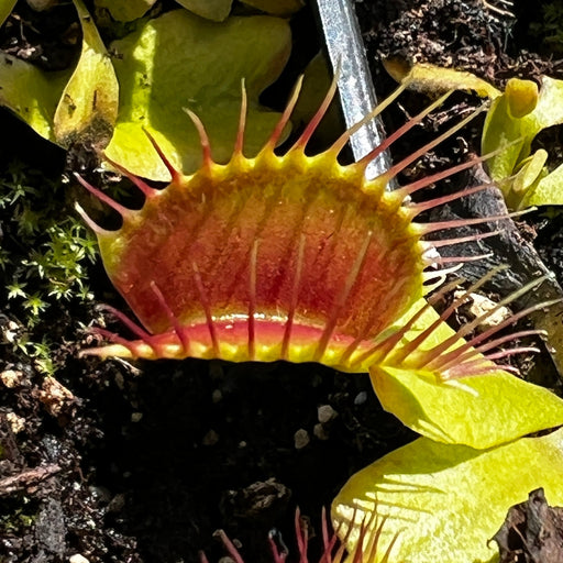 Dionaea Muscipula Phalanx