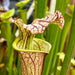 Sarracenia Leucophylla X × Popei Pjp-H27